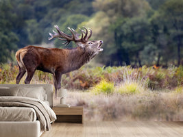 photo-wallpaper-roaring-red-stag