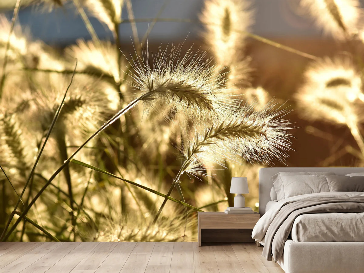 photo-wallpaper-ornamental-grass-in-the-sunlight