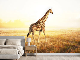 photo-wallpaper-the-giraffe