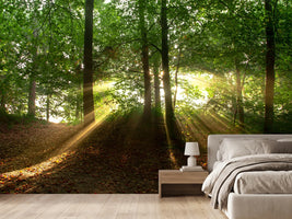 photo-wallpaper-sun-in-the-forest
