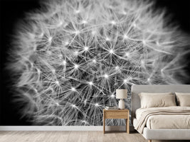 photo-wallpaper-dandelion-in-xxl