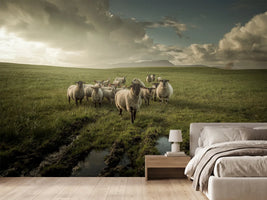 photo-wallpaper-sheep-x