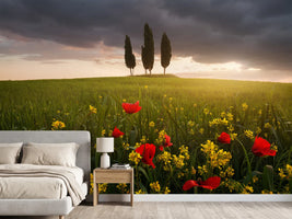 photo-wallpaper-blooming-tuscany-x