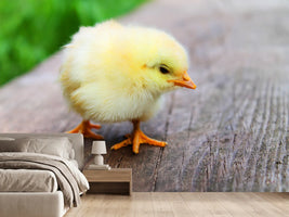 photo-wallpaper-the-chick