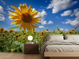 photo-wallpaper-a-sunflower-among-many