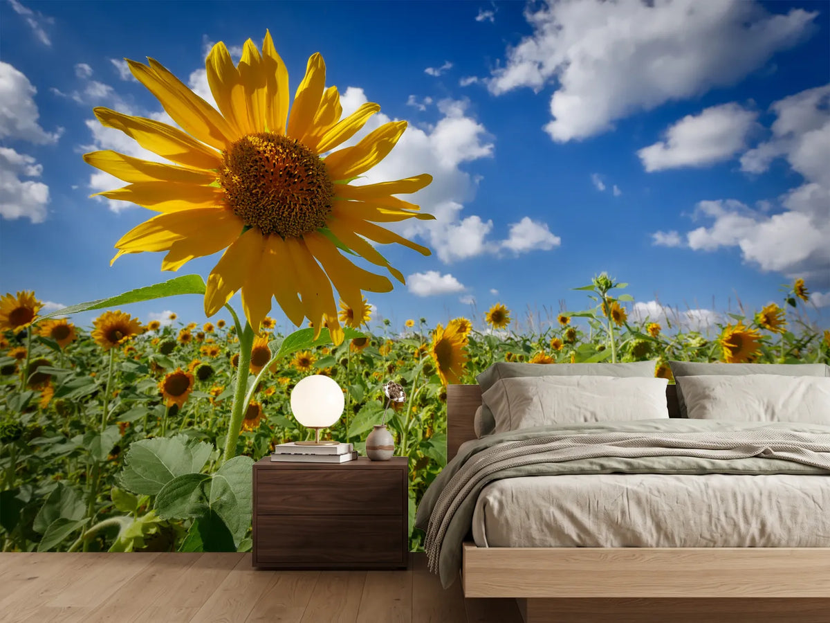 photo-wallpaper-a-sunflower-among-many