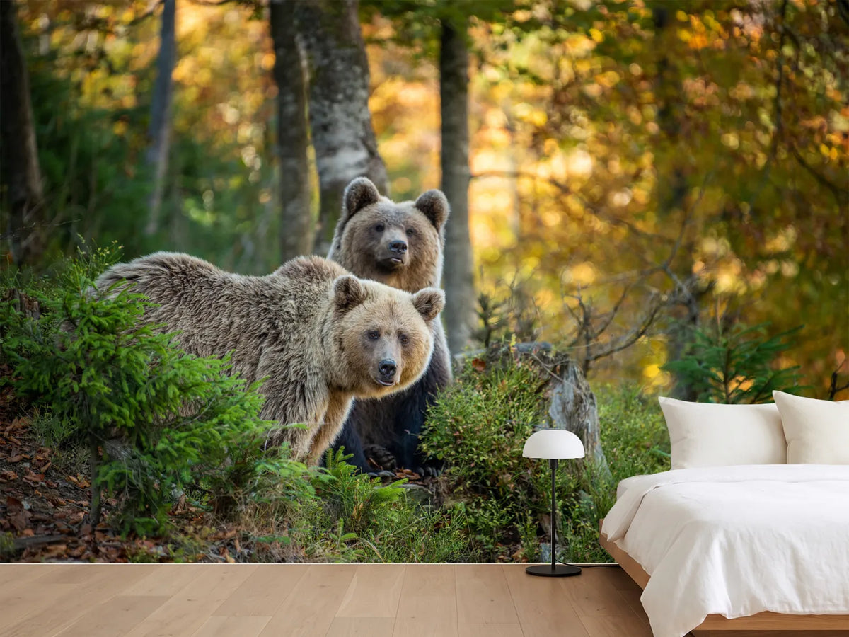 photo-wallpaper-brown-bear-in-autumn-forest