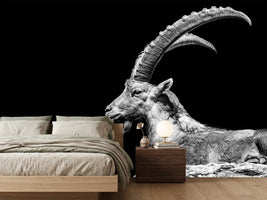 photo-wallpaper-capricorn