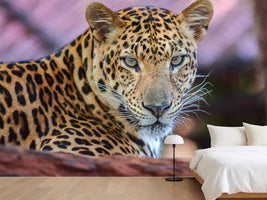 photo-wallpaper-leopard