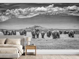 photo-wallpaper-kilimanjaro-elephant-herd