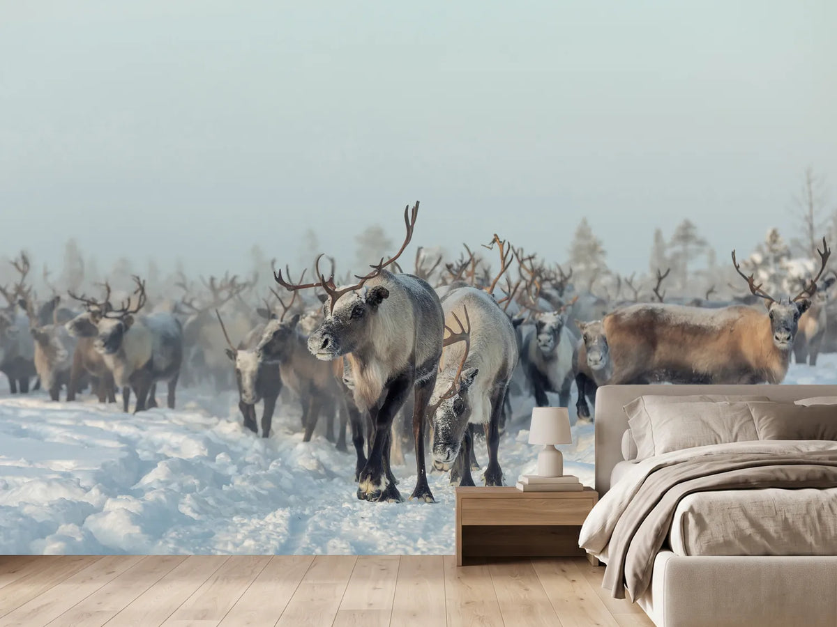 photo-wallpaper-reindeers-x