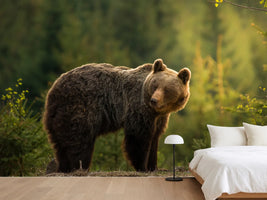 photo-wallpaper-backlit-bear-x