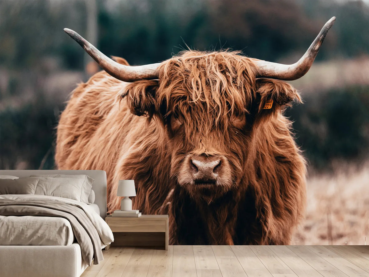 photo-wallpaper-highland-cow-doing-his-thing