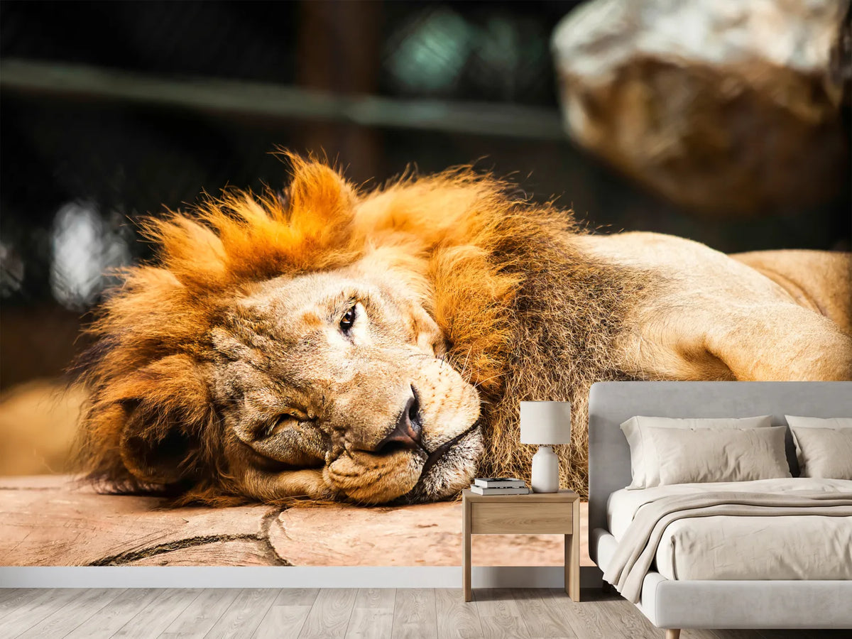 photo-wallpaper-relaxed-lion