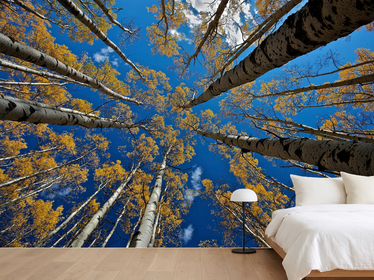 photo-wallpaper-aspen-s-fall-x