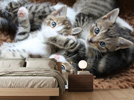 photo-wallpaper-many-kittens