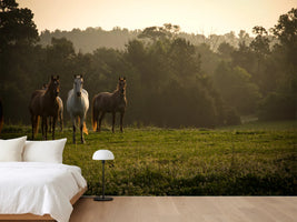 photo-wallpaper-wild-horses-in-the-mountains-at-sunrise