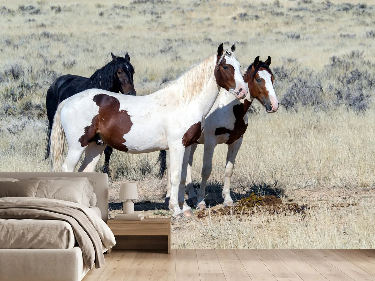 photo-wallpaper-3-wild-horses