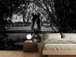 photo-wallpaper-the-horse-sw