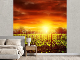 photo-wallpaper-the-vineyard-at-sunset