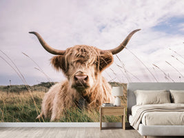photo-wallpaper-scottish-highland-cow