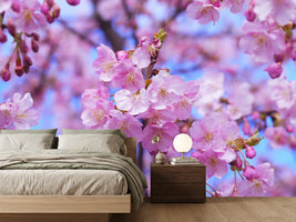 photo-wallpaper-gorgeous-cherry-blossom