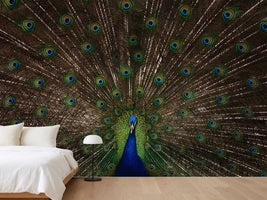 photo-wallpaper-majestic-peacock-display