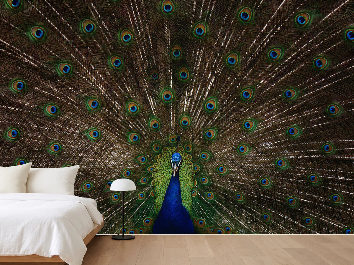 photo-wallpaper-majestic-peacock-display
