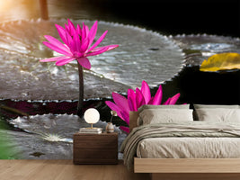 photo-wallpaper-water-lily-in-the-morning-dew