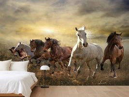 photo-wallpaper-wild-wild-horses