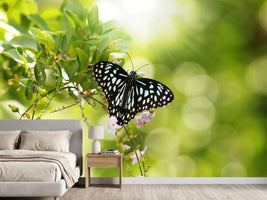 photo-wallpaper-papilio-butterfly-xxl