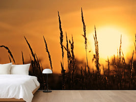 photo-wallpaper-sunrise-on-the-field